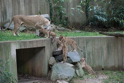 national zoo webcam|Virtual Animal Action 